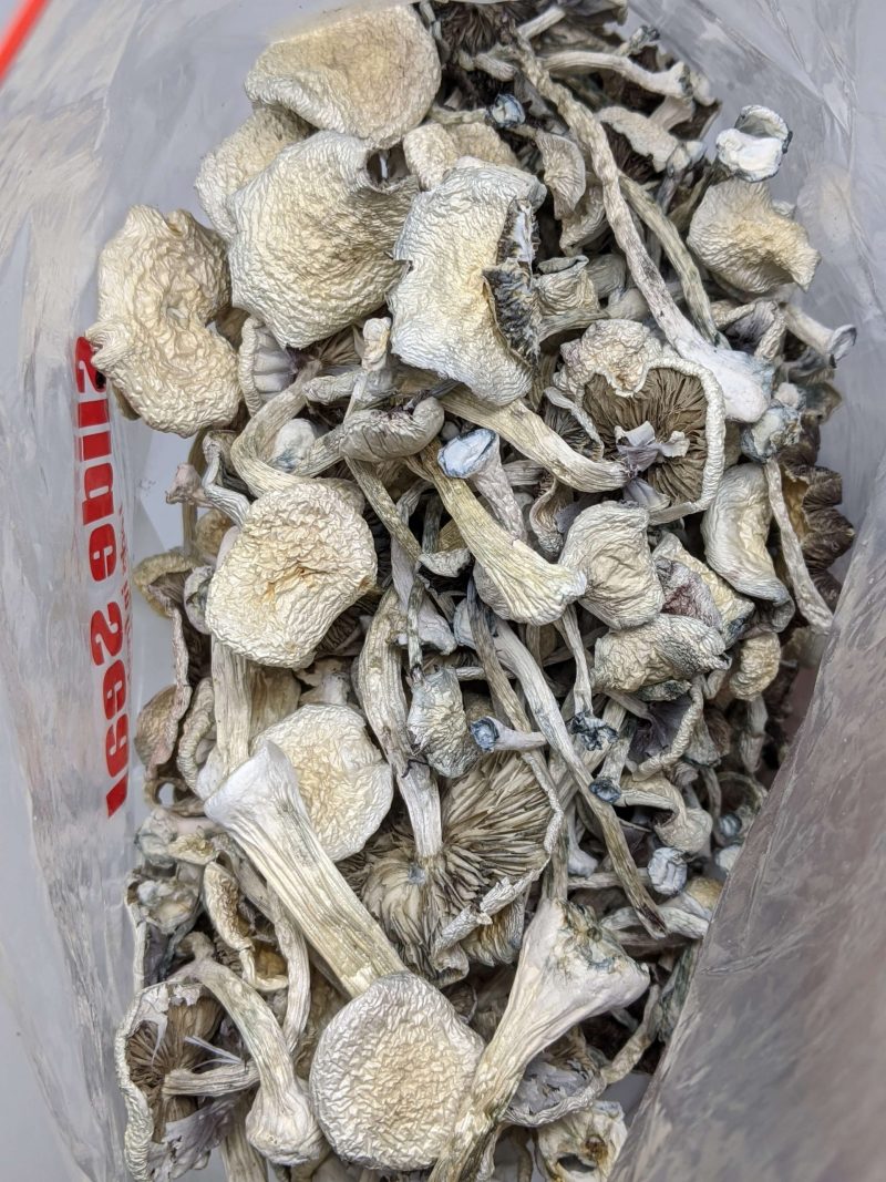 Buy Penis Envy Magic Mushroom Online at Top Shelf BC