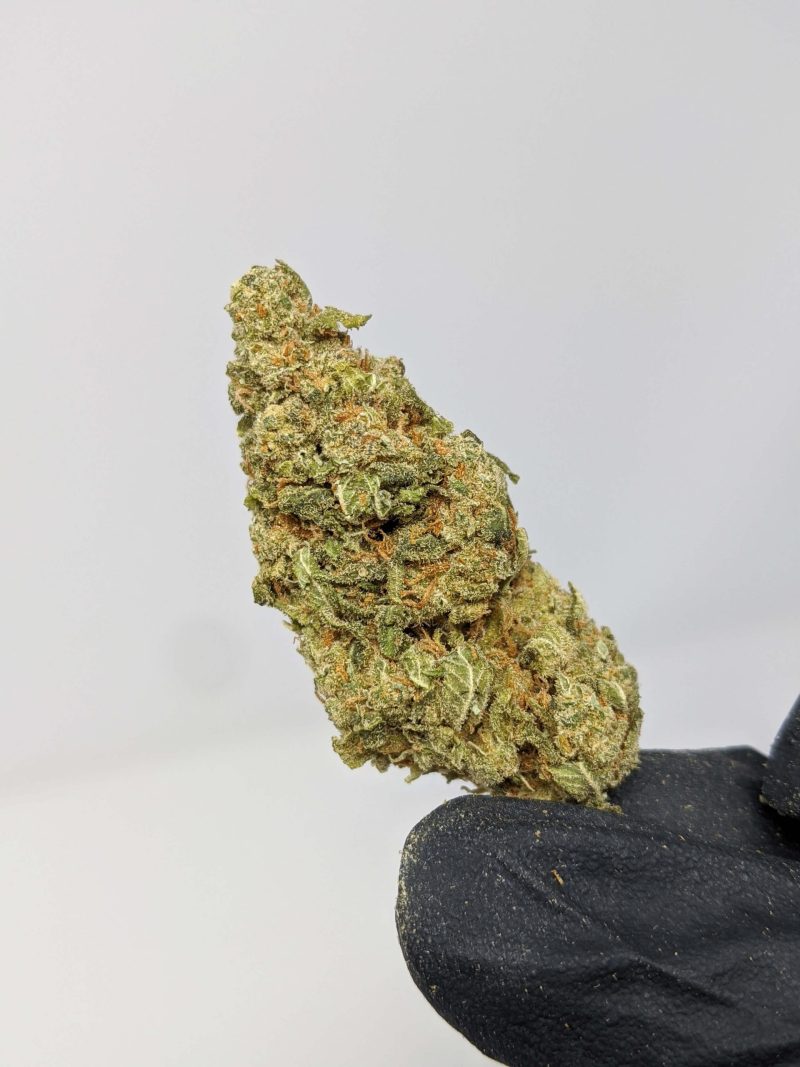 Buy Sunset Sherbet (AAA) Online at Top Shelf BC