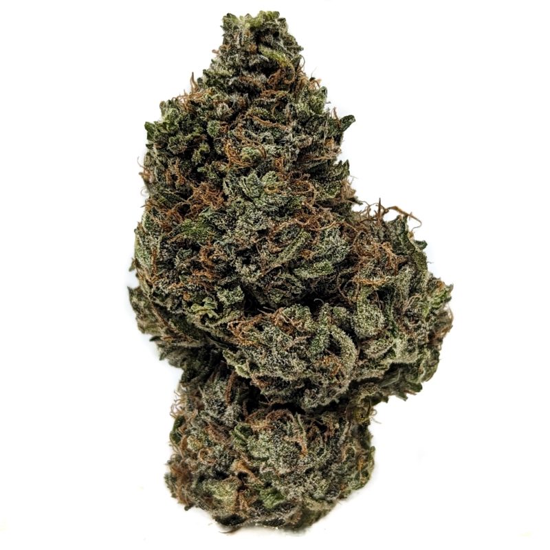 Buy CHRONIC HAZE Plant Online at Top Shelf BC